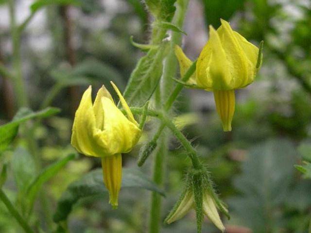 番茄雄花雌花图图片