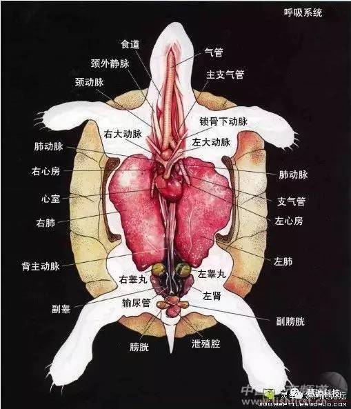 花甲内部结构解剖图图片
