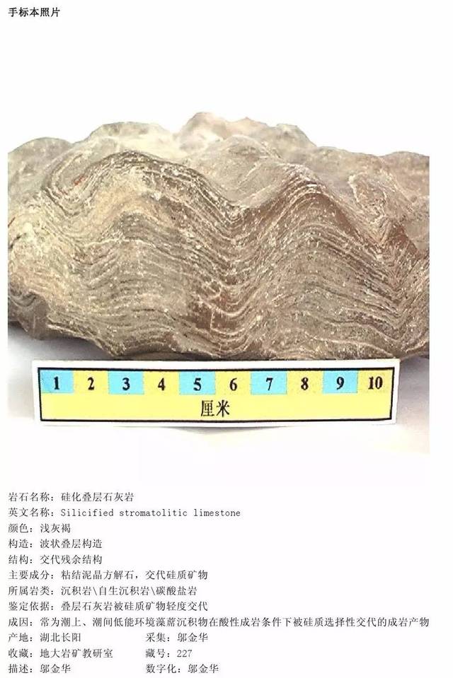 4 硅化叠层石灰岩 硅化叠层石灰岩