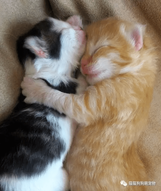 两只猫咪抱住表情包图片