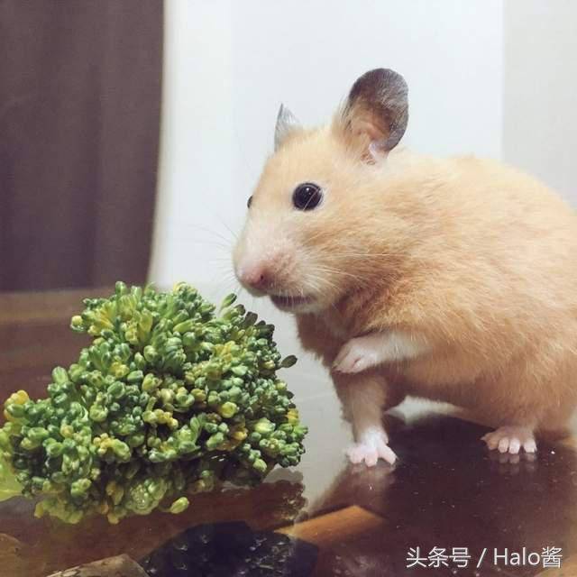 與生菜奮鬥的倉鼠!吃菜菜的樣子也太努力了吧