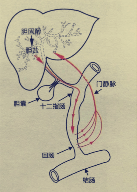 肝脏血液循环解剖图图片