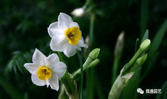 土养水仙花的球怎么埋 水仙花的养殖方法 土培水培沙培养法各不相同 上海轩冶木业有限公司