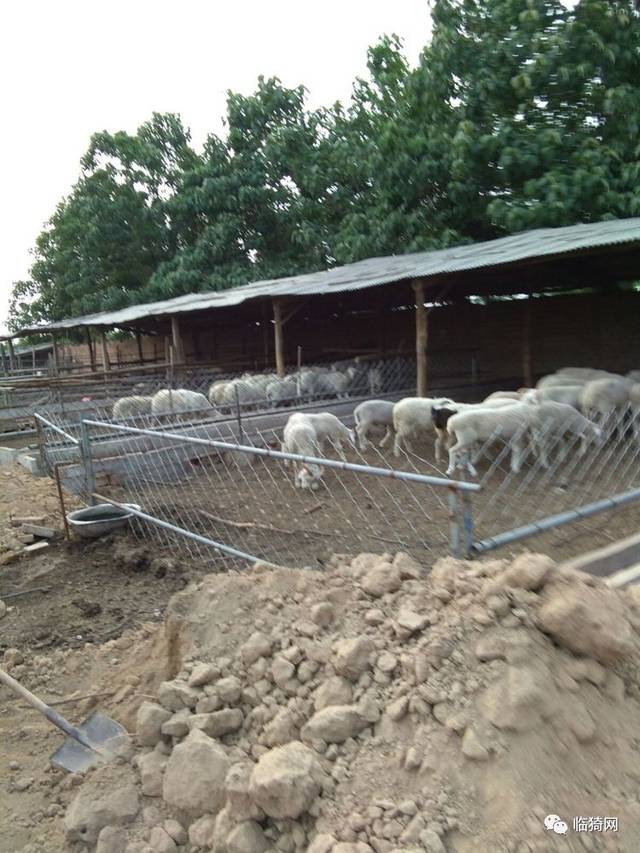 散养羊圈建设图片大全图片