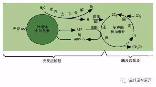 全面认知植物光合作用 看完这篇 你就懂了 提高植物光合作用的药 桃丽网