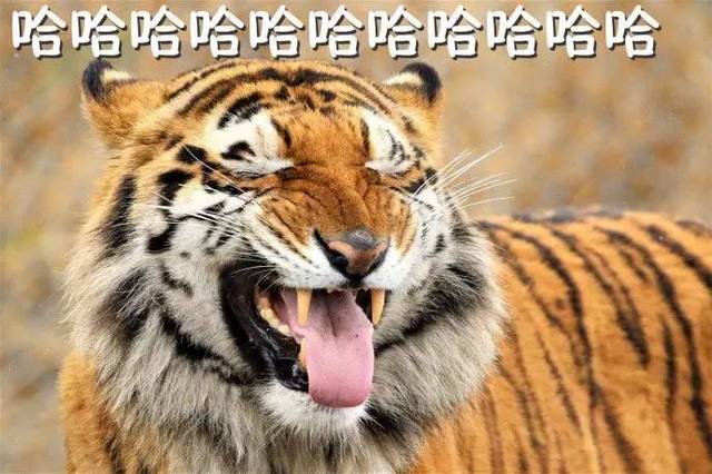 一些老虎大王的表情包送给你们,吼哈哈哈