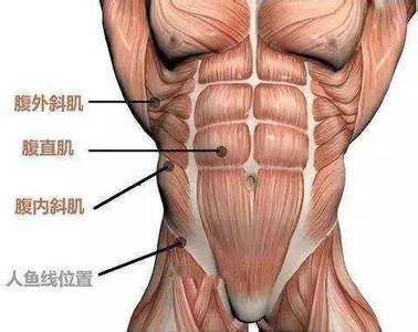 腹肌肌肉分解图图片