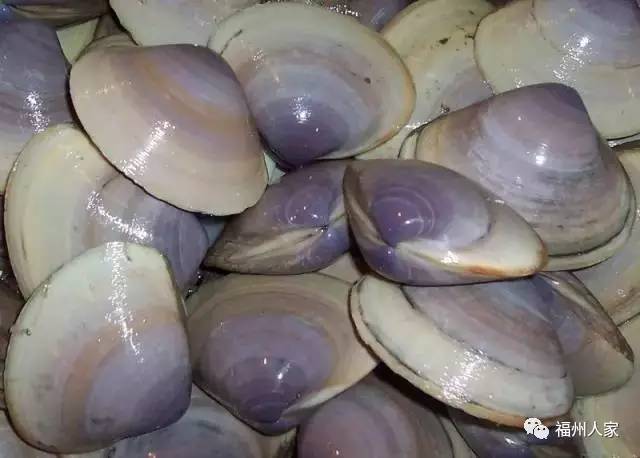 漳港海蚌中透明的管图片
