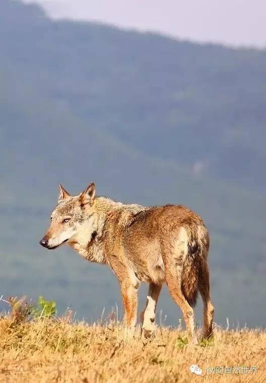 意大利狼静立 意大利狼的英文介绍 introduction the eurasian wolf