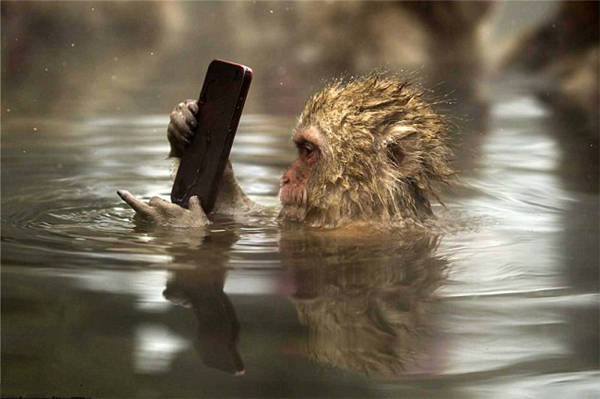 猴子泡温泉玩手机图片