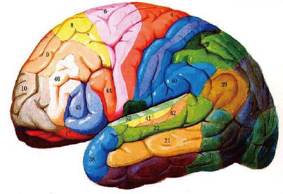 大脑皮质小人图图片