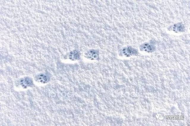 小猫的脚印 下雪图片