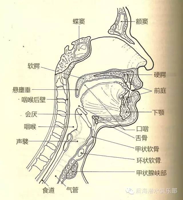 人体的喉部结构图构造图片