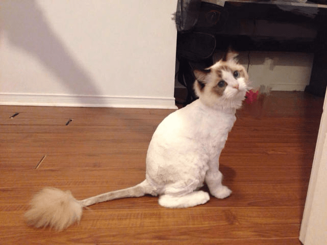 布偶猫剃毛后图片