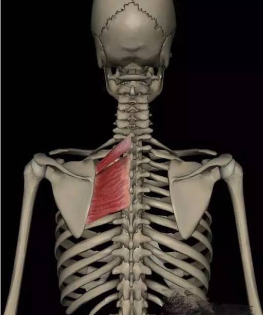 菱形肌收缩可使肩胛骨图片