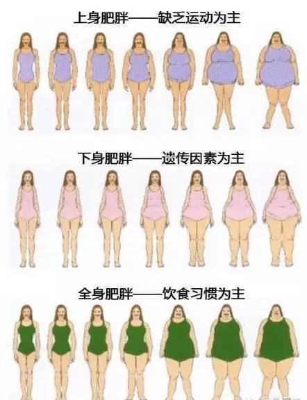 肥胖的几种体型图片图片