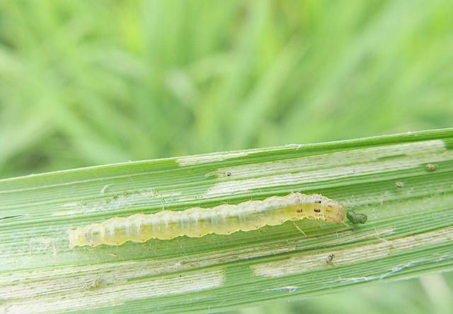 水稻卷叶虫用什么农药杀虫