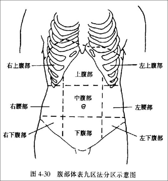 右上腹部:肝右叶,胆囊,结肠肝曲,右肾,右肾上腺,部分十二指肠;右侧