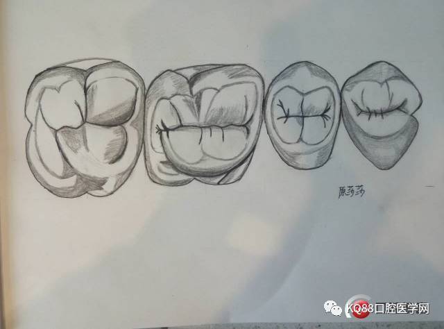牙齿素描图解剖图片