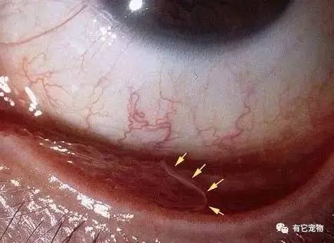 主人在狗狗眼睛里发现一条线以为是狗毛,走近却发现竟是会动的虫