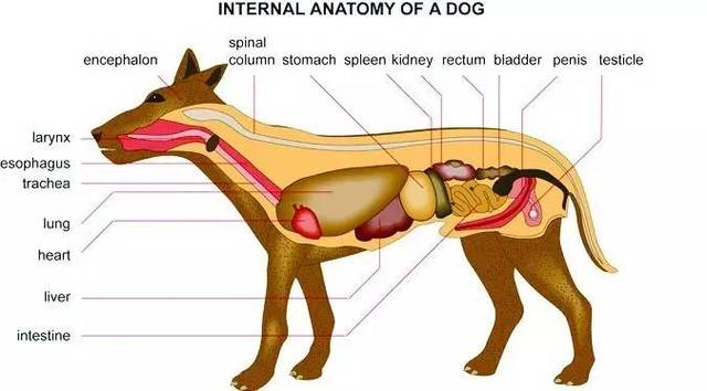 狗的器官分布图图片