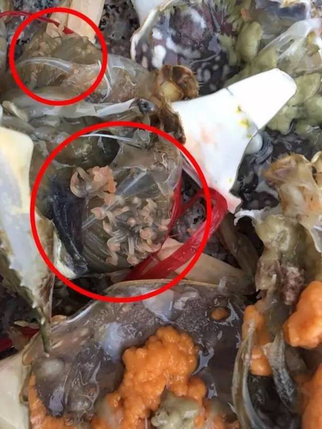 螃蟹身上的寄生虫图片图片