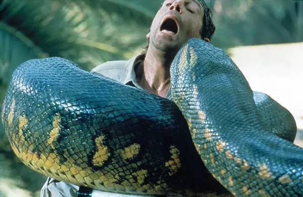 任何一种蟒蛇,一旦体长超过5 米,就可以吃掉一个人——如果它饿了