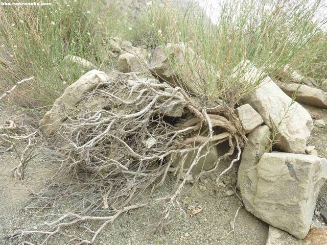 没有记错名字的话,这种植物叫骆驼刺,这种植物在干旱的戈壁滩上到处都