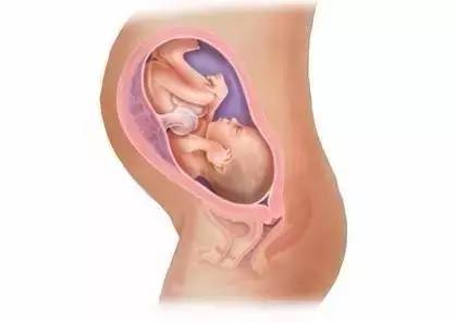 你的宝宝长啥样了?来看胎儿40周发育过程图