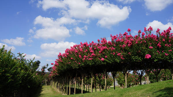 美丽南方紫薇庄园图片
