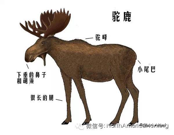 【动物百科】你知道世界最大的驼鹿角记录