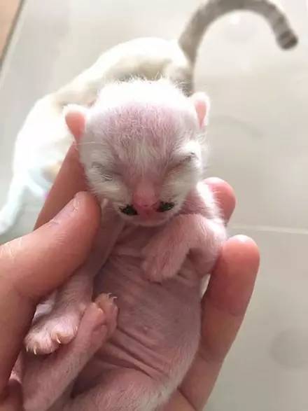 刚生下来的小猫崽图片图片