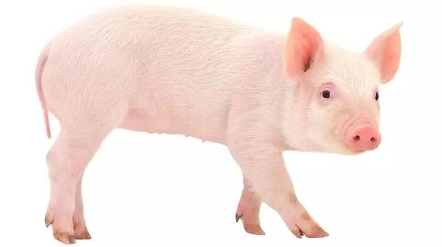 家猪平均体脂率其实只有15%,你的体脂可能比猪还高!