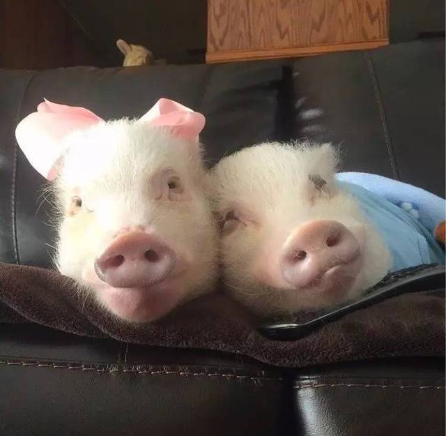 两只猪接吻的照片图片