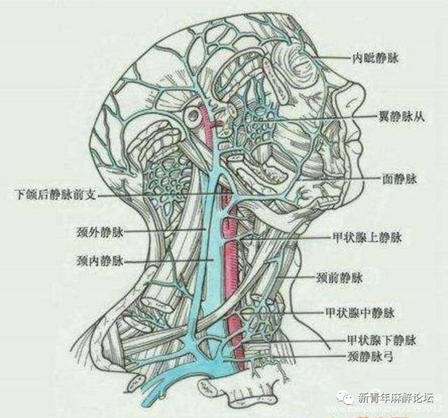 脖子血管图解图片