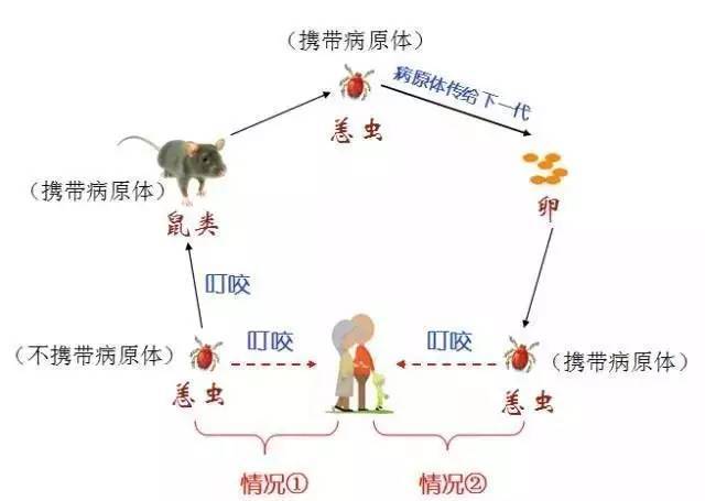 蜱虫病东方体 蜱虫病东方体是恙虫病的病原体,是一种介于细菌和