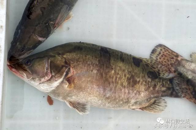 鳌花,学名鳜鱼,是松花江的名产,因肉质细嫩,味道鲜美,成为淡水鱼中的