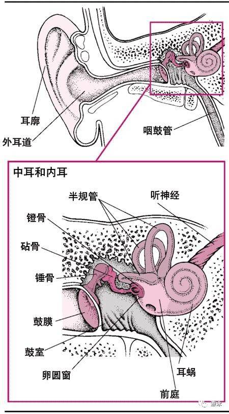 鼓膜结构示意图图片