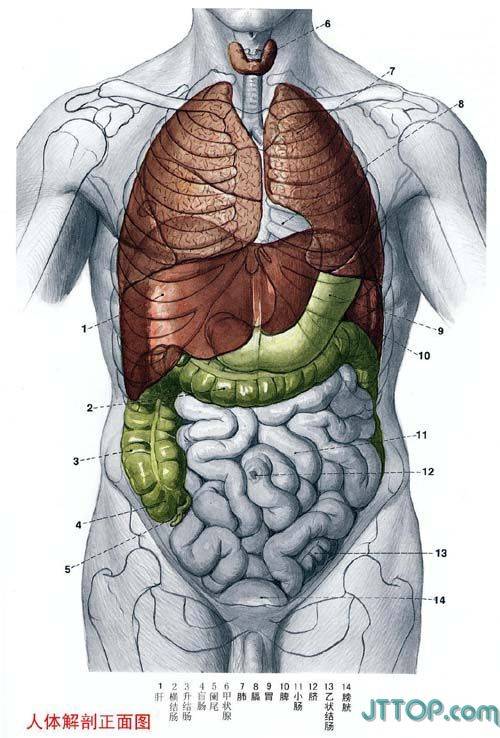 人体下半部分结构图图片