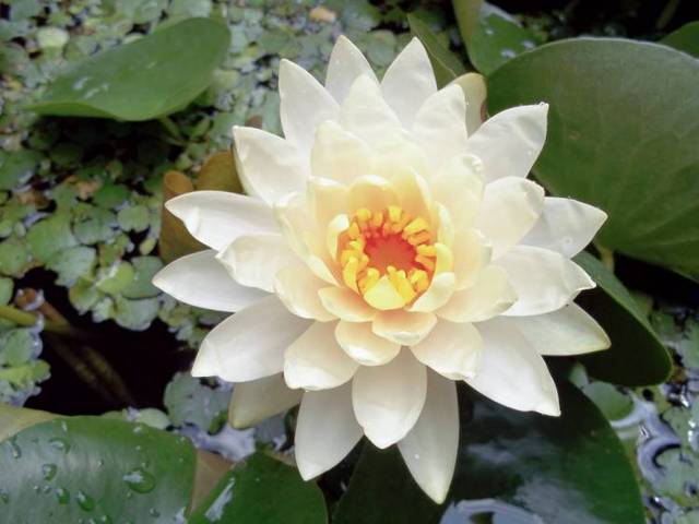 世界上第一朵花长什么样?像白莲花又像白百合