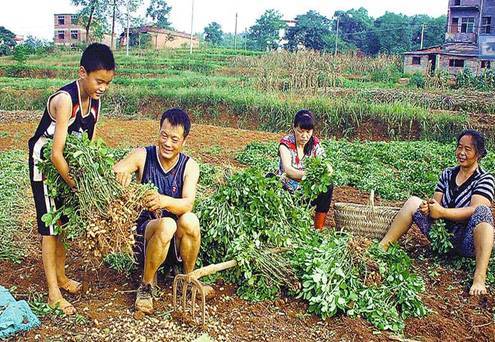 收花生神器驚現江湖!誰敢和它比比速度?