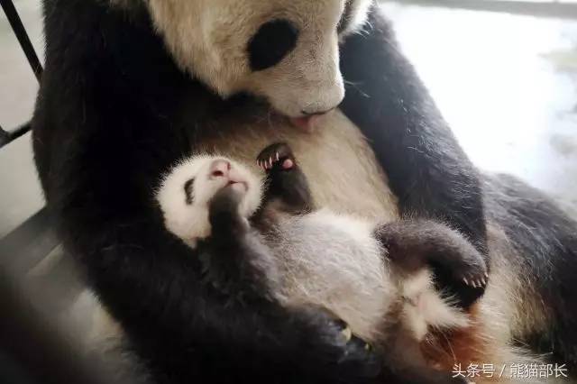 大熊猫带宝宝下山图片