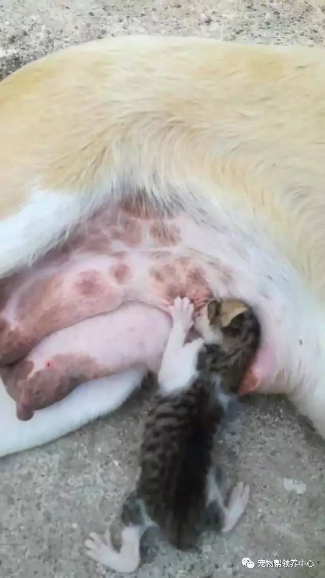 动物吃女人的母乳图片
