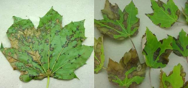 棉花红粉病图片