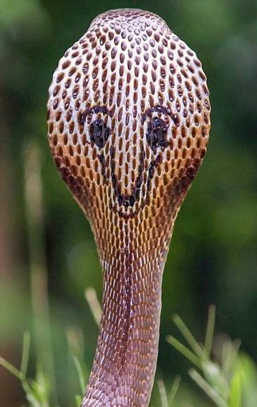 眼镜蛇背后的花纹图片
