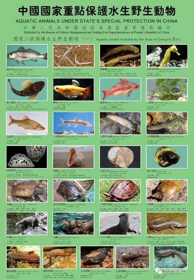 水生动物图片及名称图片