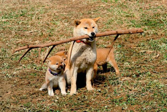 柴犬奇迹物语电影国语图片