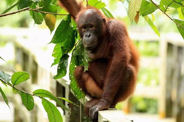 红毛猩猩在马来语和印尼语叫做 orang utan, 意思是森林中的人