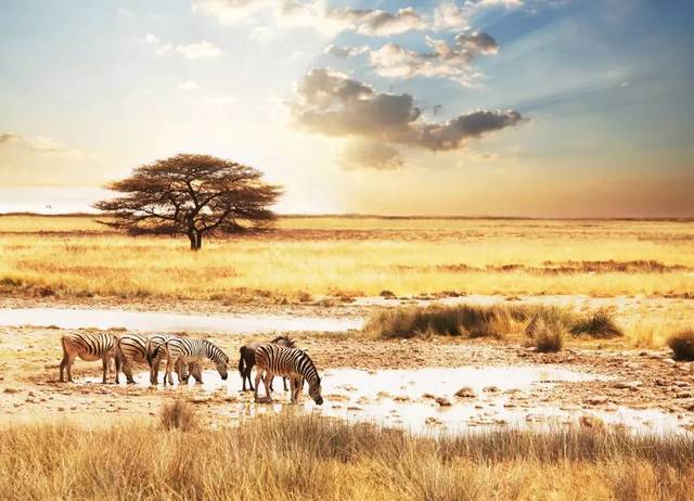 南非最极致的美！体验原始非洲风情，各种珍稀野生动物、风光旖旎自然美景~_手机搜狐网
