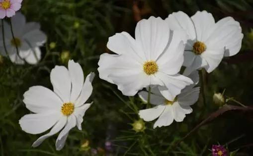 大波斯菊图片 花语图片